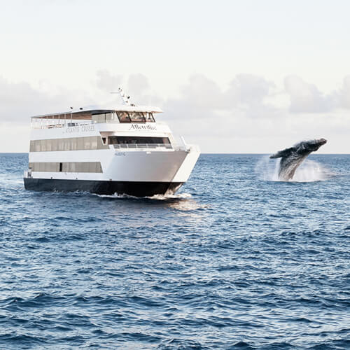 book whale watch
